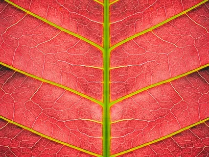 Root Chakra Activation Meditation