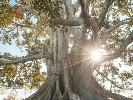 Root Chakra Affirmation | Connect To Your Roots