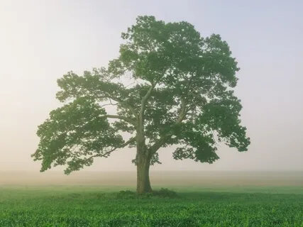 Root Chakra Affirmations 