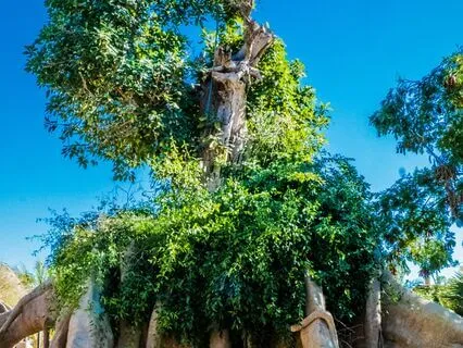 Root Chakra Affirmations 396 Hz