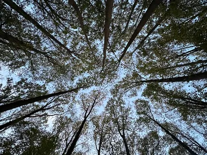 Root Chakra Affirmations With Music