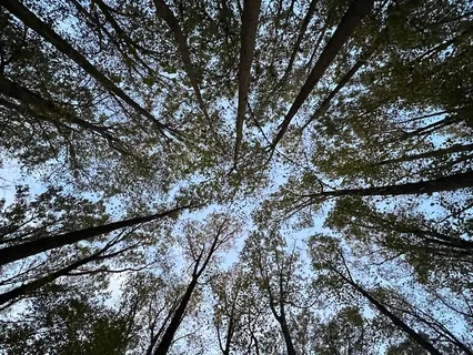 Root Chakra Affirmations Without Music