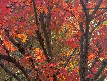 Root Chakra Affirmations