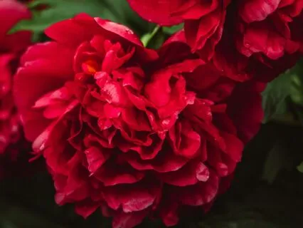 Root Chakra Affirmations