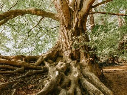 Root Chakra Affirmations