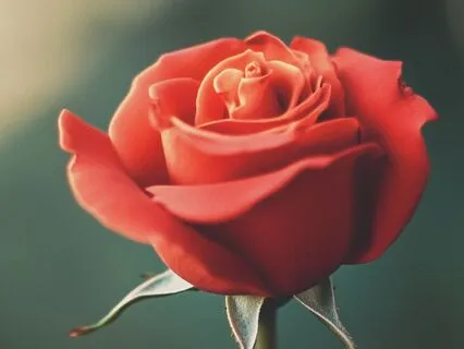 Root Chakra Affirmations