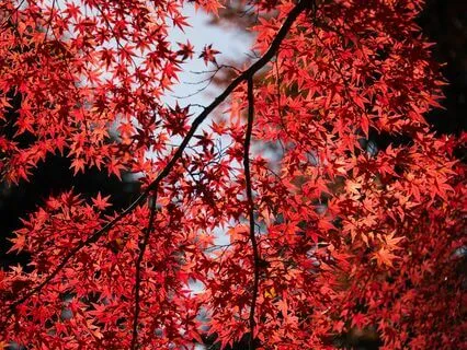 Root Chakra Alpha Isochronic Tones - Releasing Fear & Guilt