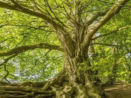 Root Chakra Balancing Meditation