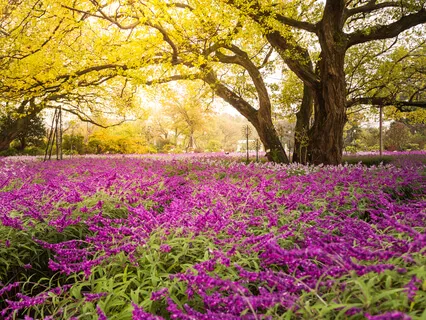 Root Chakra Balancing Meditation