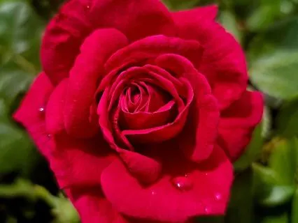 Root Chakra Bloom - Grounding & Stability