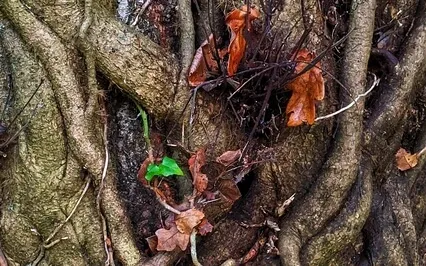 Root Chakra Breathing