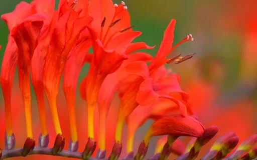 Root Chakra Breathwork & Affirmations Ritual