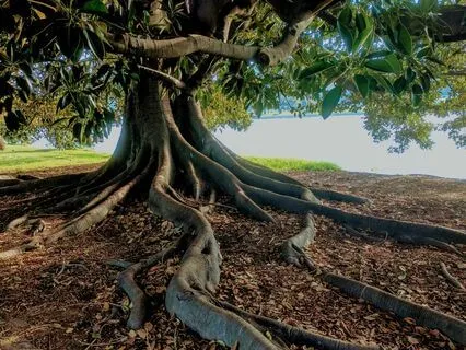 Root Chakra Cleanse 256 Hz Tuning Fork x Singing Bowl