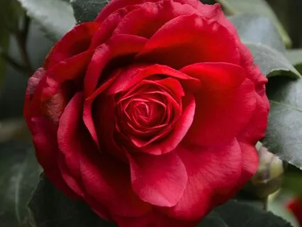 Root Chakra Cleanse: Clear Away Fear, Anxiety, & Insecurity