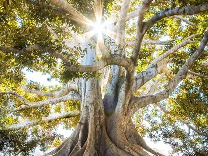 Root Chakra Connection: Strengthen Your Foundation -396 Hrtz