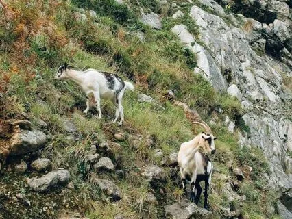 Root Chakra Earth Gong & Delta Binaural beats