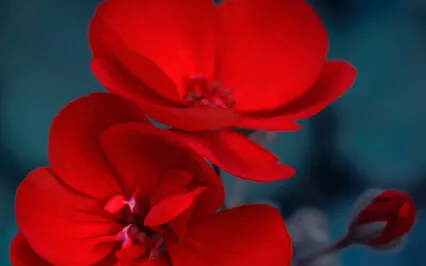 Root Chakra Energy Healing 