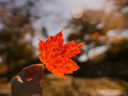 Root Chakra Grounding Meditation