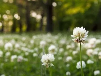 Root Chakra Guided Meditation For Grounding (Outdoor)