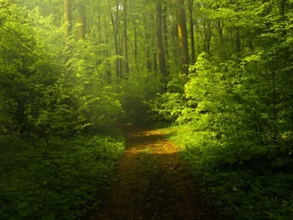 Root Chakra Healing EFT Tapping Meditation