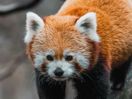 Root Chakra Healing For Animals | Calm Fear & Build Trust