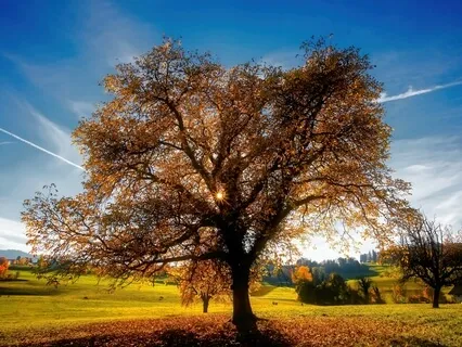 Root Chakra Healing - Guided Meditation