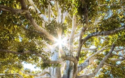 Root Chakra Healing Guided Meditation