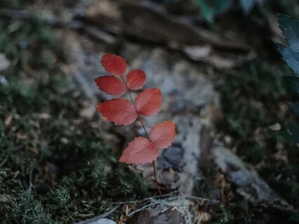 Root Chakra Healing Guided Meditation