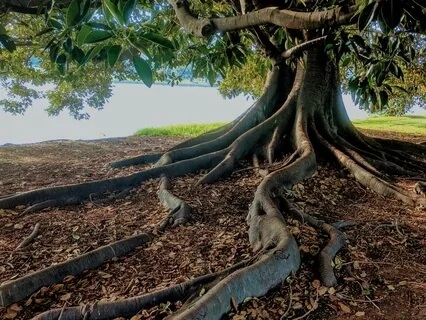 Root Chakra Healing Meditation