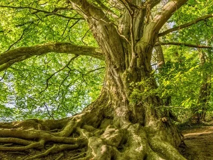 Root Chakra Healing Meditation | Ground & Align With Miche