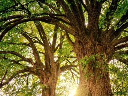 Root Chakra Healing Meditation: Grounding & Stability