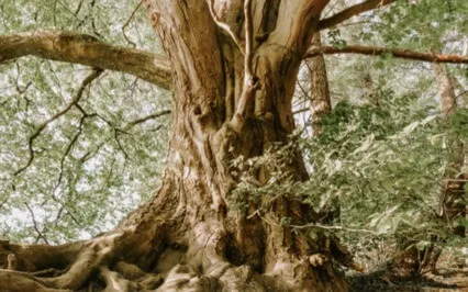 Root Chakra Healing With Tuning fork