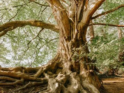 Root Chakra Guided Meditation