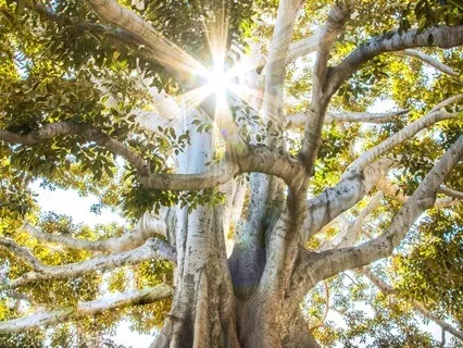 Root Chakra: Innate Belonging: Yoga Nidra