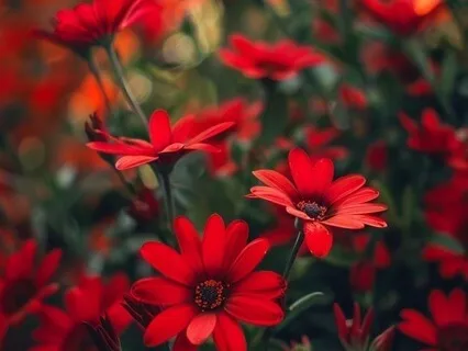 Root Chakra Meditaiton