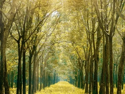 Root Chakra Activation For Awakening