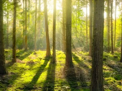 Root Chakra Meditation