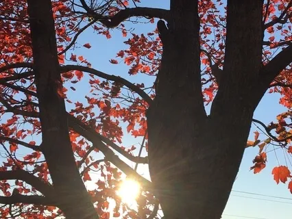 Root Chakra Meditation