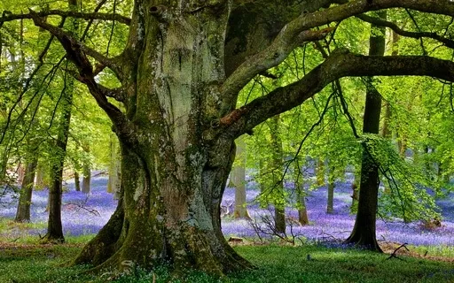 Root Chakra Meditation