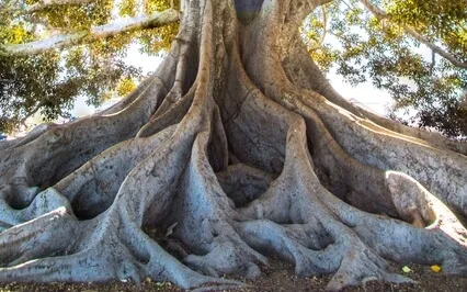 Root Chakra Meditation