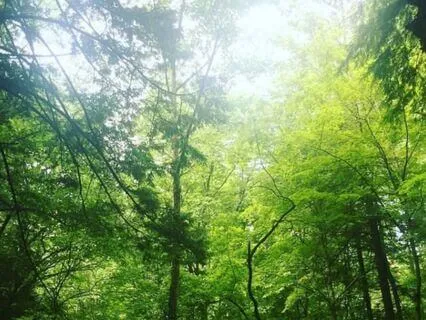 Root Chakra Meditation