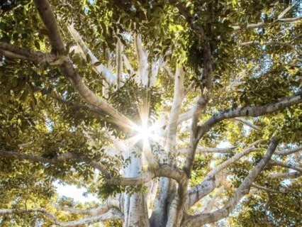 Root Chakra Practice