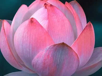 Root Chakra Meditation - Belonging