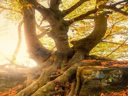 Root Chakra Meditation For Grounding