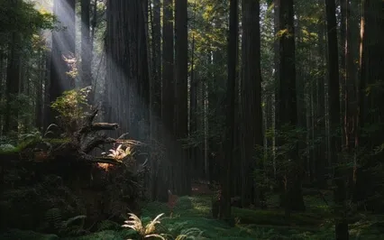 Root Chakra Meditation - Ground Yourself (Muladhara Chakra)