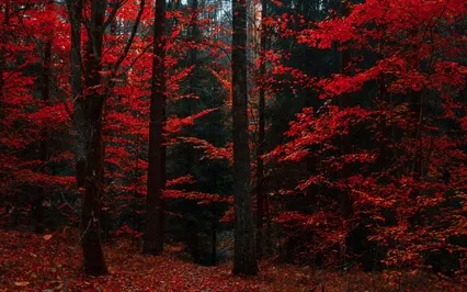 Root Chakra Meditation - Grounding & Rebalancing 