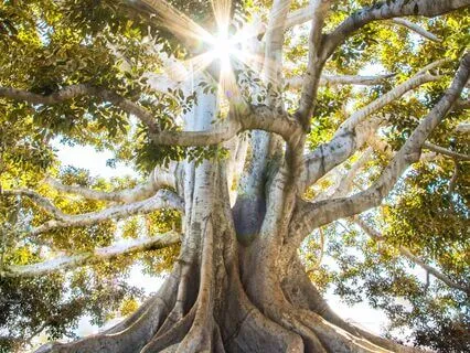 Root Chakra Meditation: Inner Alchemy Healing