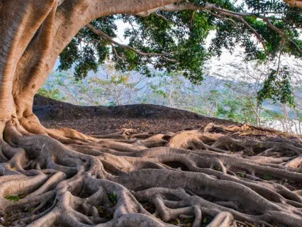 Root Chakra Meditation With Affirmations And Bija Mantra