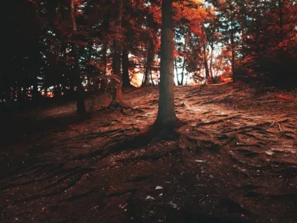 Root Chakra Meditation With Singing Bowls
