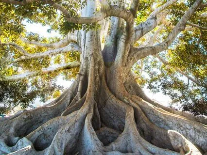 Root Chakra Meditation